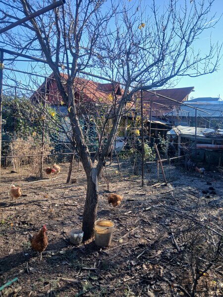 Pipera, Nita Pintea, Teren intravilan cu casa batraneasca